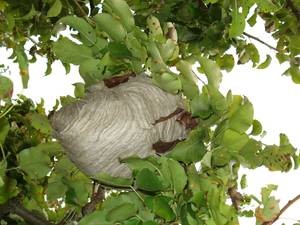 Nest Wespe im Obstbaum